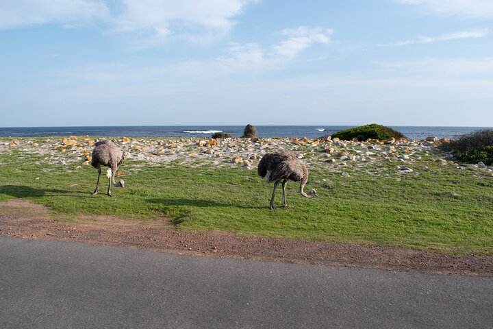 Cape of Good Hope and Boulders Penguins Day Tour from Cape Town