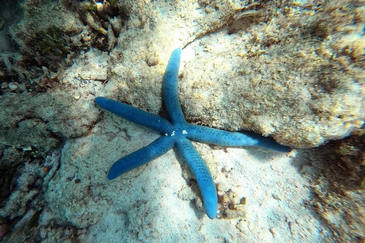 Okinawa: Private Snorkeling Experience with Native English Guide