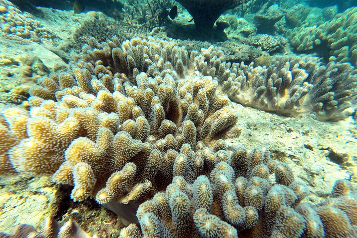 Okinawa: Private Snorkeling Experience with Native English Guide
