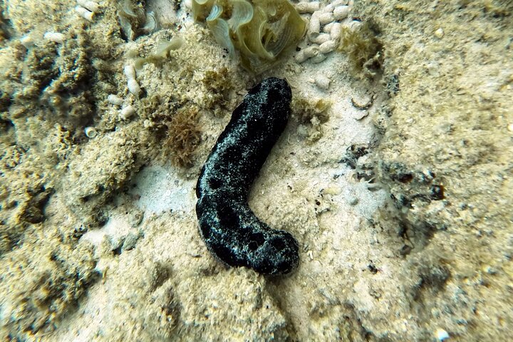 Okinawa: Private Snorkeling Experience with Native English Guide