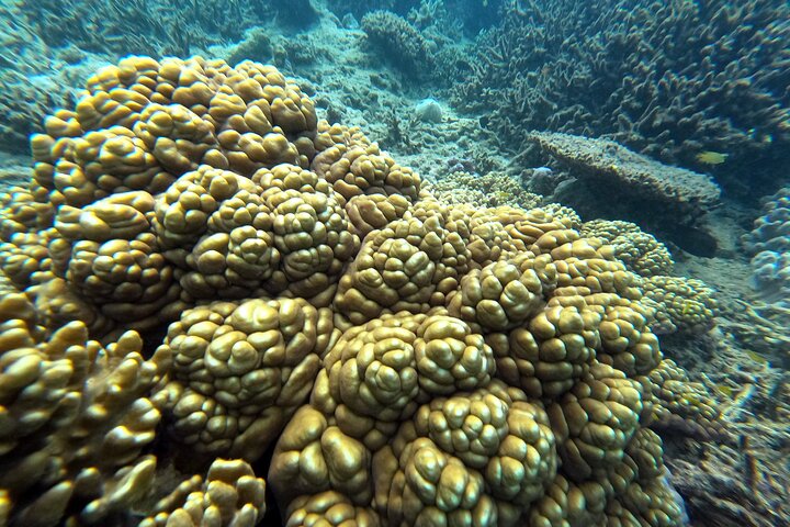 Okinawa: Private Snorkeling Experience with Native English Guide
