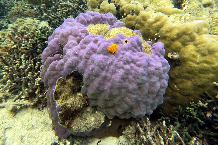 Okinawa: Private Snorkeling Experience with Native English Guide