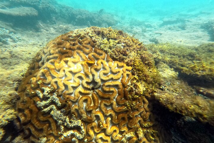 Okinawa: Private Snorkeling Experience with Native English Guide