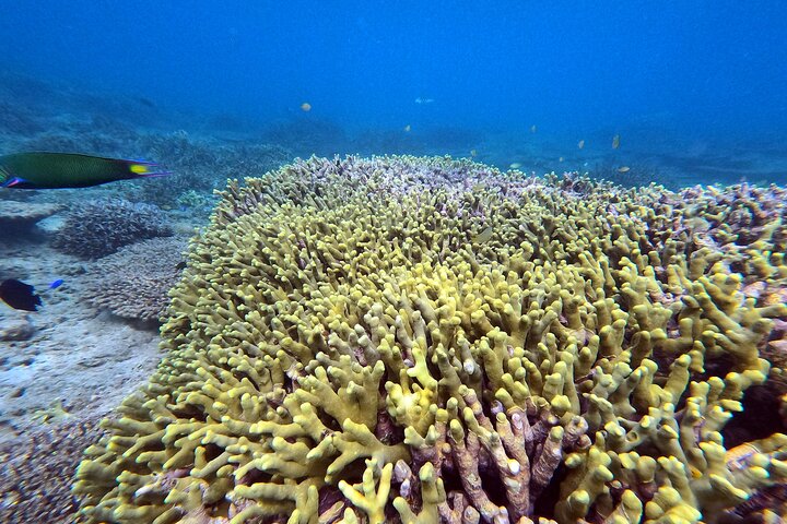 Okinawa: Private Snorkeling Experience with Native English Guide
