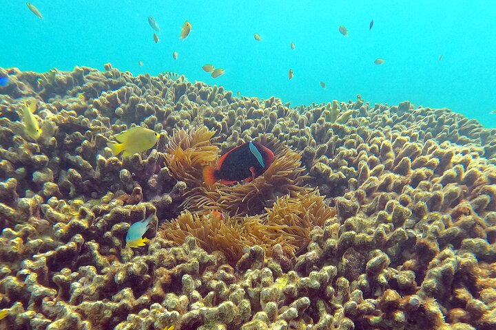 Okinawa: Private Snorkeling Experience with Native English Guide