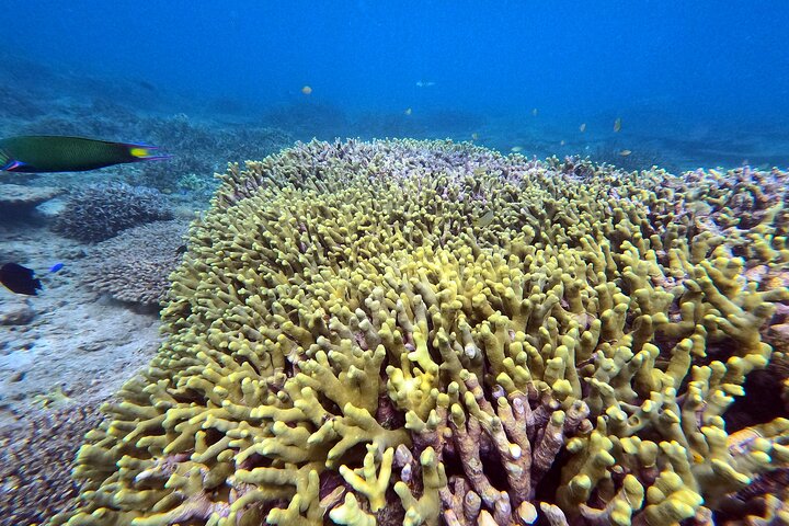 Okinawa Private Adventure Day: Beaches, Snorkeling & Waterfalls