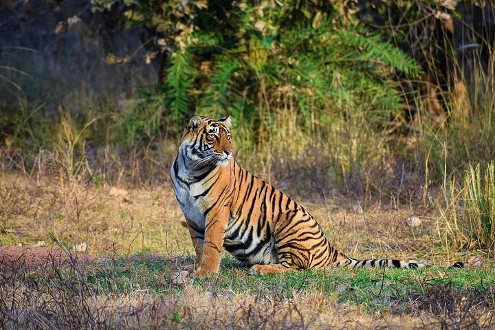 Tiger Safari in Ranthambore National Park