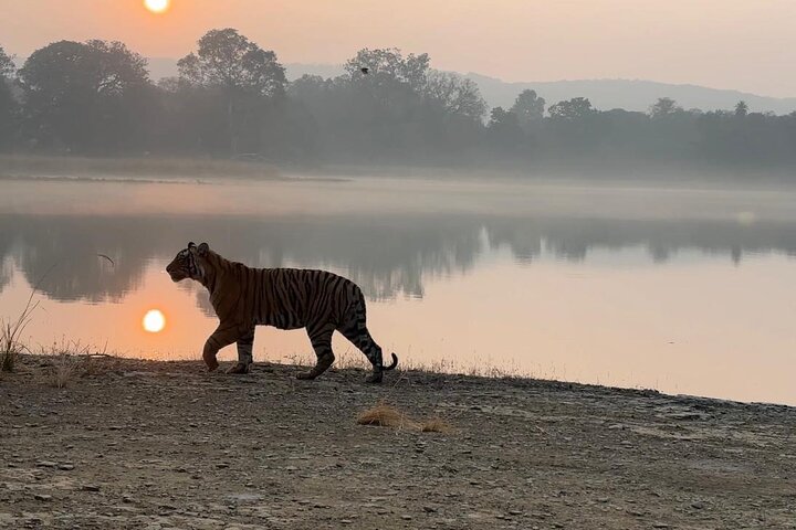 Tiger Safari in Ranthambore National Park