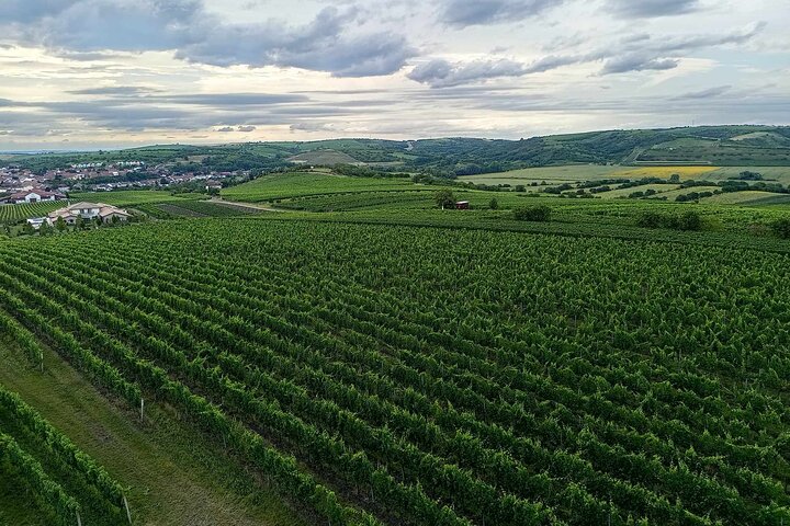 Wine Culture and UNESCO Gems Lednice Valtice Area and Mikulov