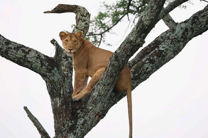 2 Days Murchison Falls 24hrs One Night Stay