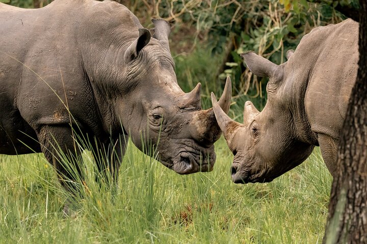 2 Days Murchison Falls 24hrs One Night Stay