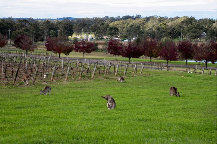 Award-Winning Hunter Valley Wine & Cheese Tour from Sydney