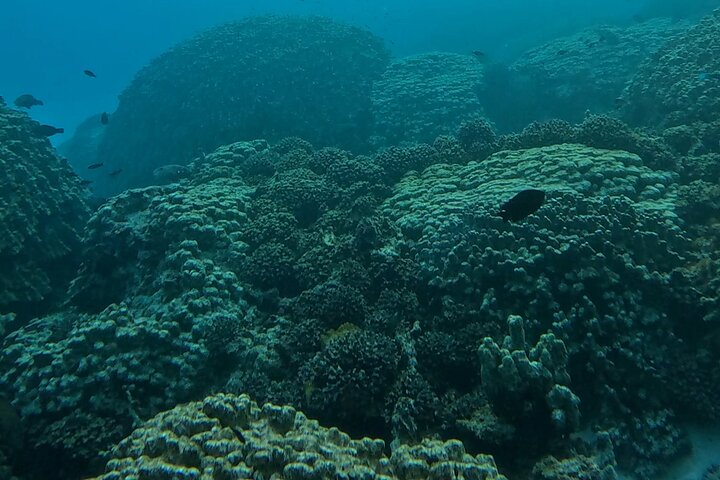 Daymaniyat Islands Snorkeling Sharing Trip