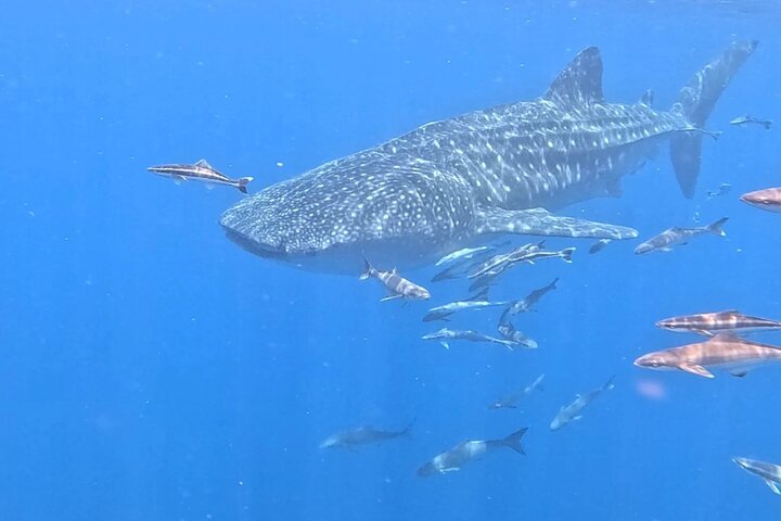 Daymaniyat Islands Snorkeling Sharing Trip
