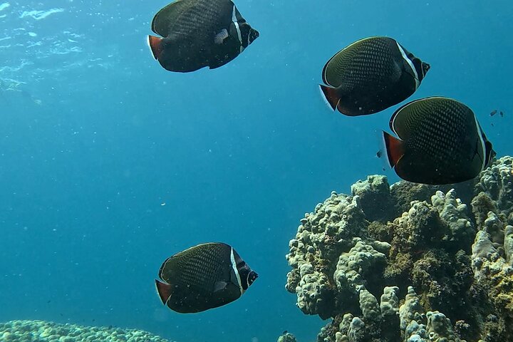 Daymaniyat Islands Snorkeling Sharing Trip