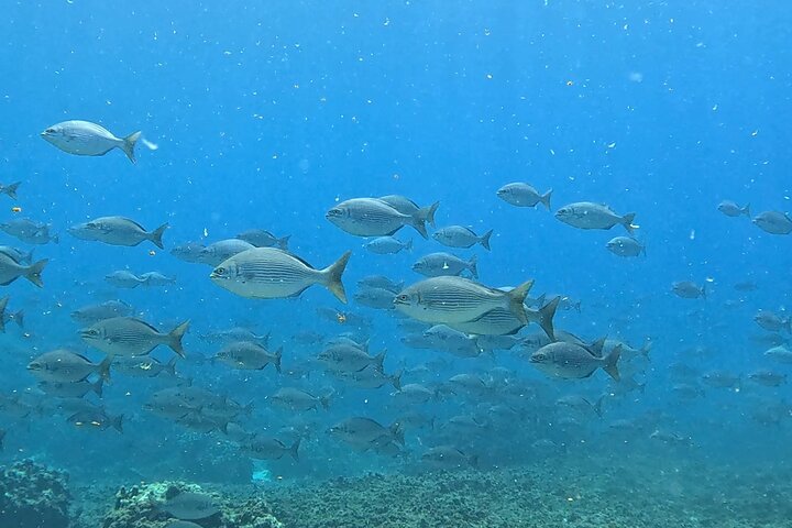 Daymaniyat Islands Snorkeling Sharing Trip