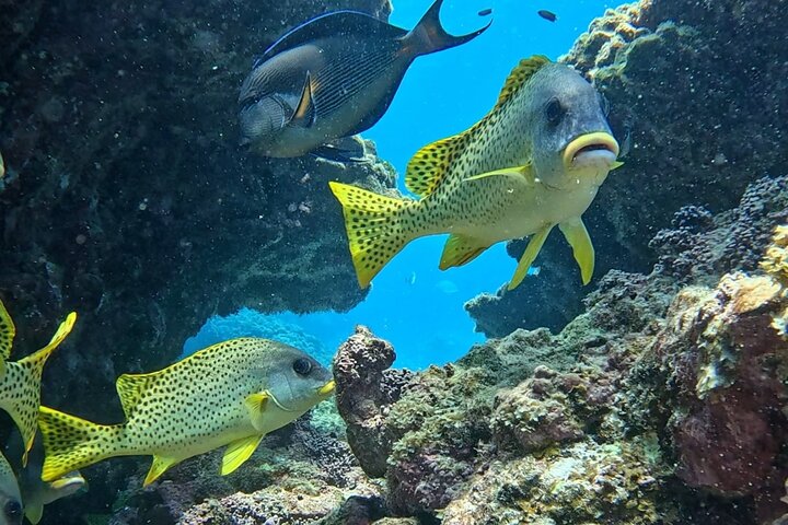 Daymaniyat Islands Snorkeling Sharing Trip