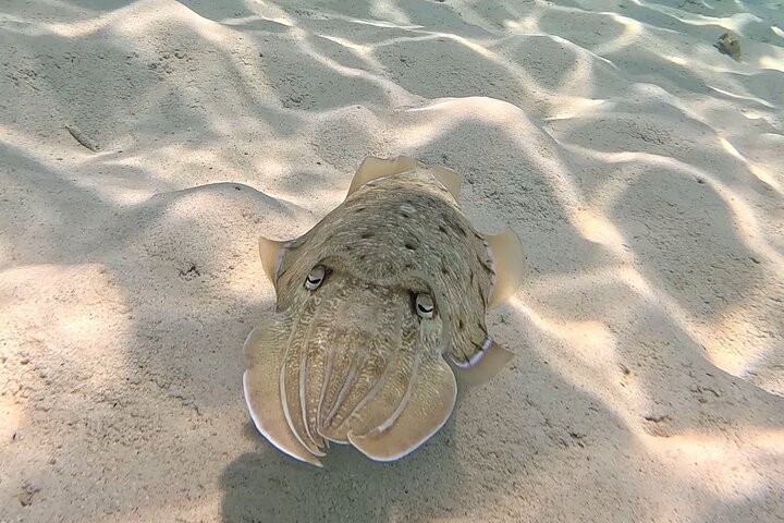 Daymaniyat Islands Snorkeling Sharing Trip