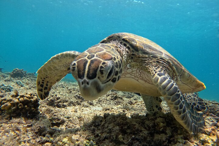 Daymaniyat Islands Snorkeling Sharing Trip
