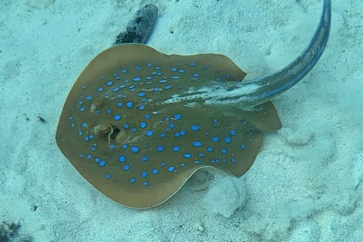 Daymaniyat Islands Snorkeling Sharing Trip