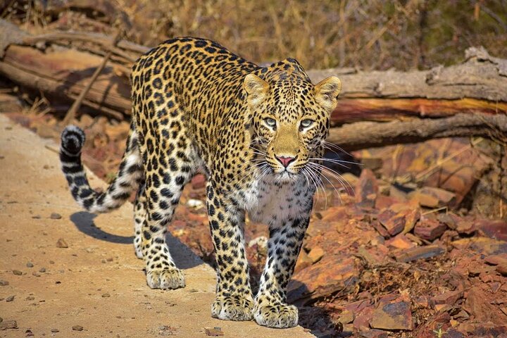 Tiger Safari in Ranthambore National Park