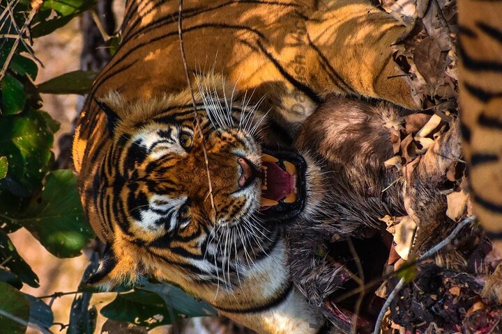 Tiger Safari in Ranthambore National Park