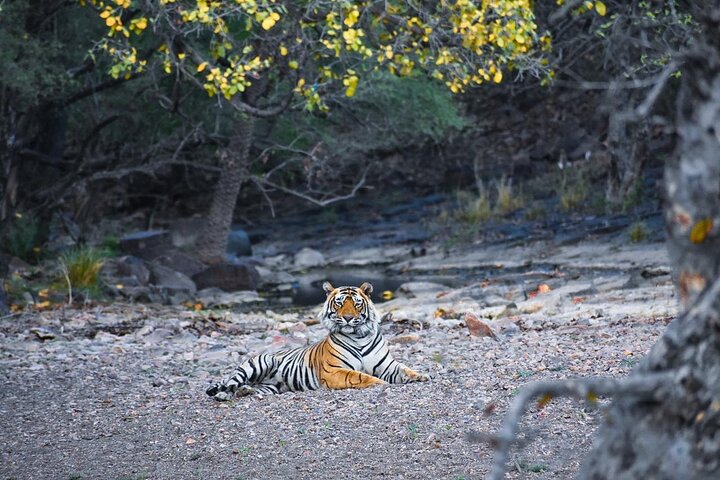 Tiger Safari in Ranthambore National Park