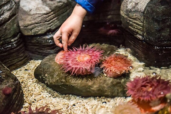 SEA LIFE Kansas City Aquarium Admission Ticket