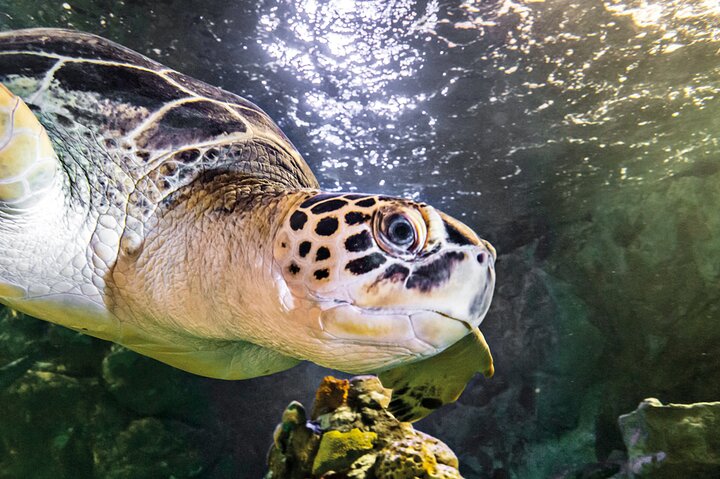 SEA LIFE Aquarium Minnesota Admission Ticket at Mall of America