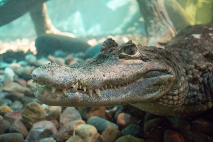 SEA LIFE Aquarium Minnesota Admission Ticket at Mall of America
