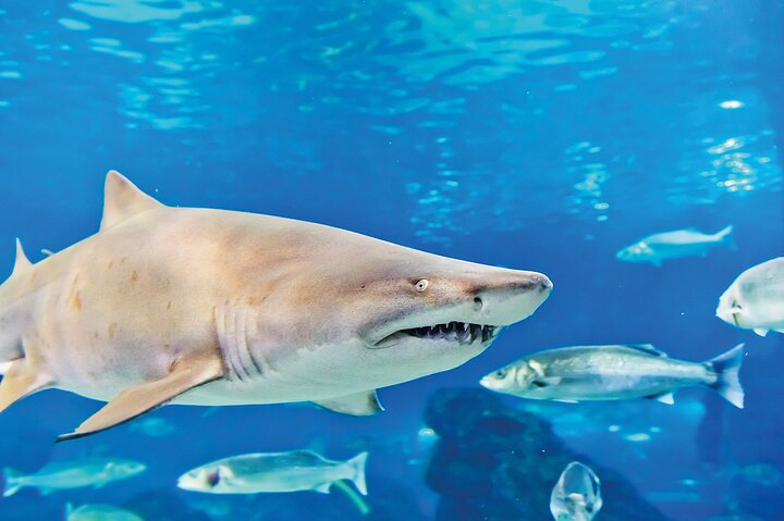 SEA LIFE Aquarium Minnesota Admission Ticket at Mall of America