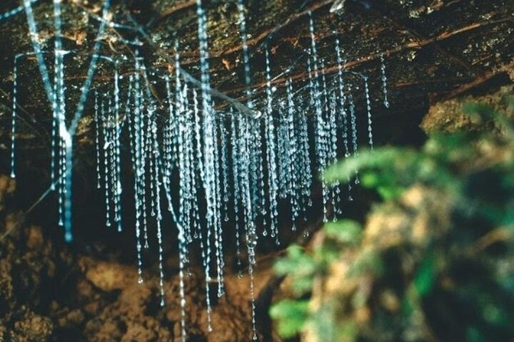 *Popular Tour* - Bay of Islands: Nature Adventure - 4hrs