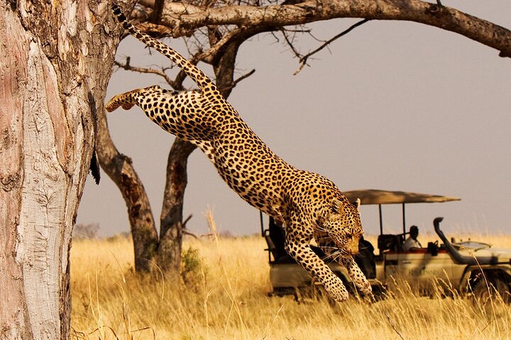 1 Day Akagera Wildlife Safari( Pick up and drop off))