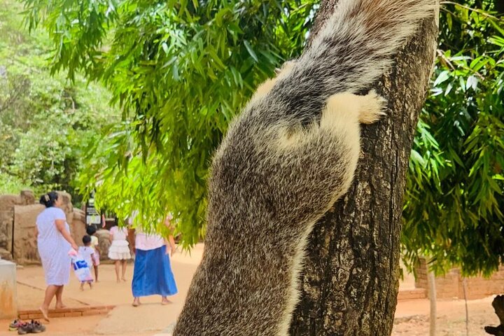 Private Polonnaruwa Ruins & Minneriya Safari Tour from Sigiriya