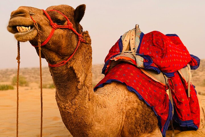 Pushkar: Sunset Camel Safari with Hotel Pick up & Drop off