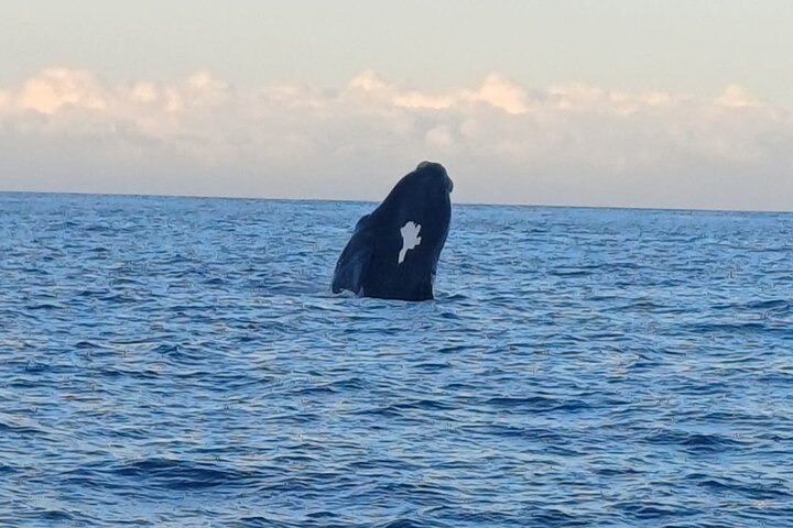 Cape Town Whale Watching Activity in Hermanus