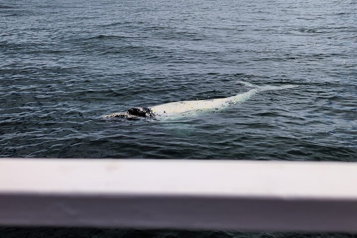 Cape Town Whale Watching Activity in Hermanus