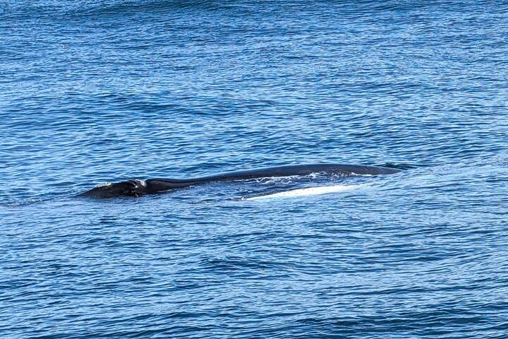 Cape Town Whale Watching Activity in Hermanus