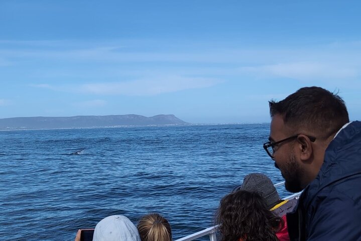 Cape Town Whale Watching Activity in Hermanus