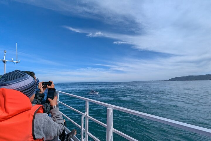 Cape Town Whale Watching Activity in Hermanus