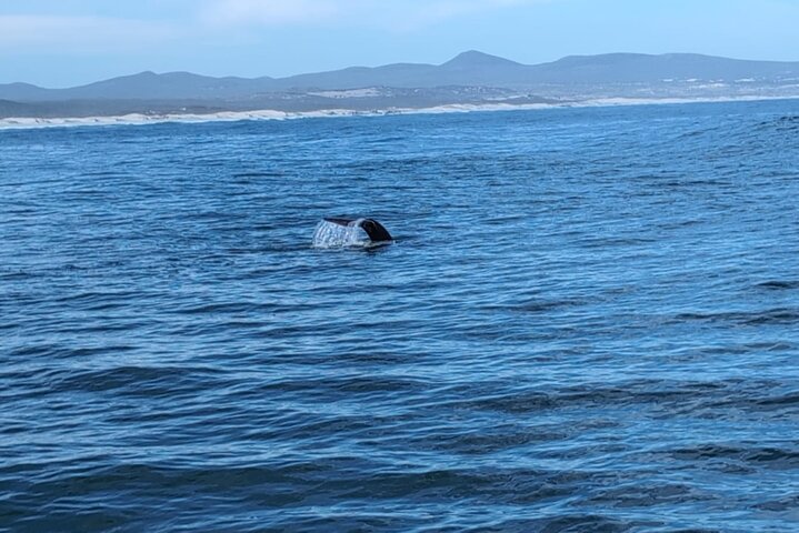 Cape Town Whale Watching Activity in Hermanus