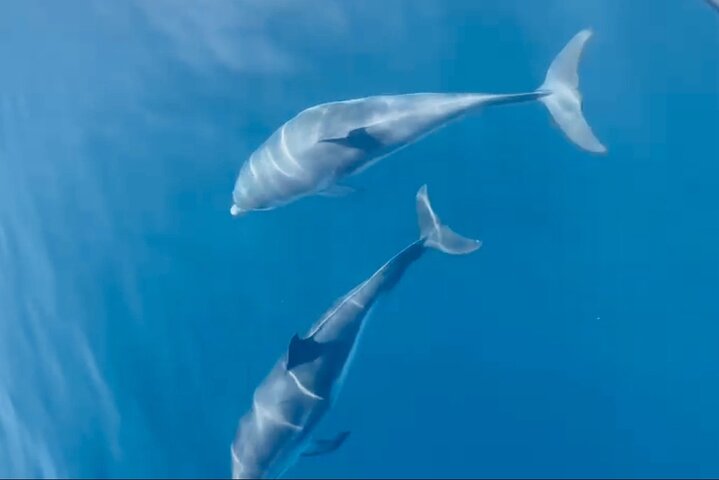 Depart Saint Raphaël: Meet the Dolphins