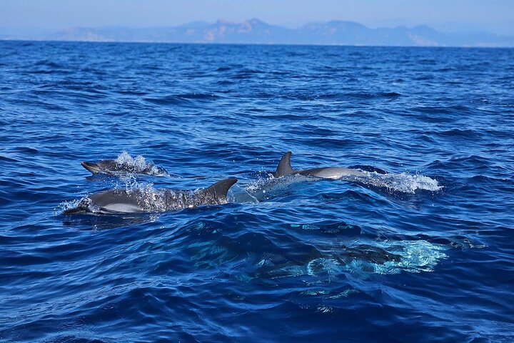 Depart Saint Raphaël: Meet the Dolphins