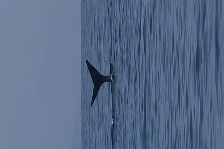 Depart Saint Raphaël: Meet the Dolphins