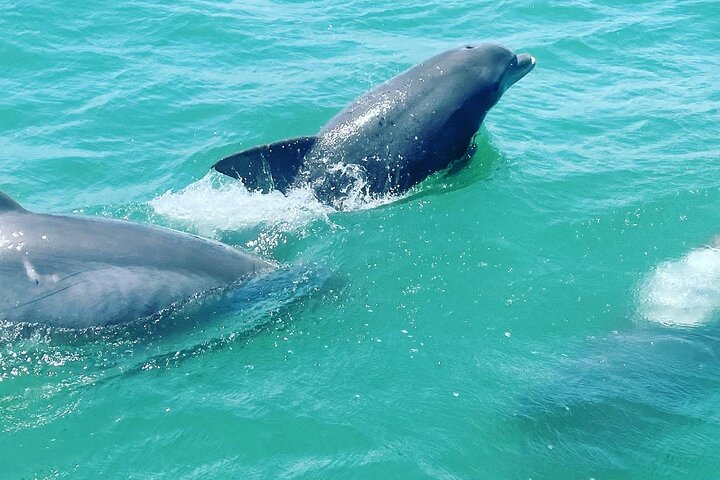 Catamaran Dolphin Cruise in Myrtle Beach with Barrier Island Stop