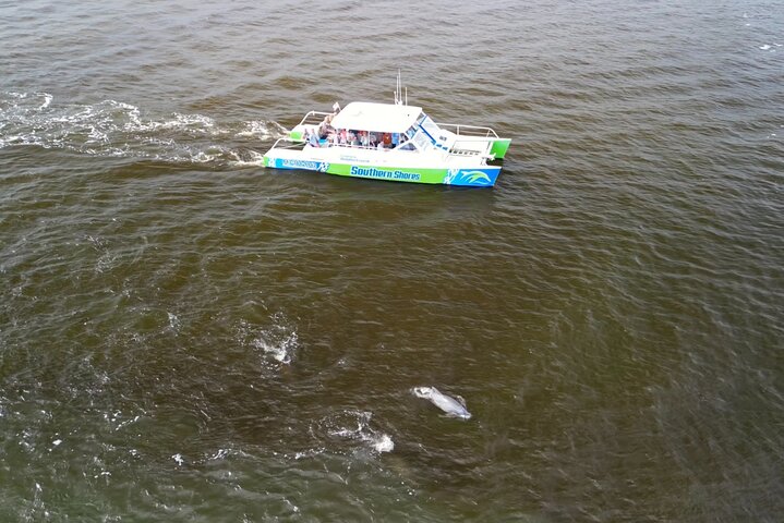 Catamaran Dolphin Cruise in Myrtle Beach with Barrier Island Stop