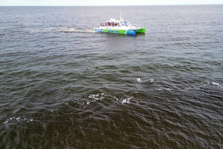 Catamaran Dolphin Cruise in Myrtle Beach with Barrier Island Stop