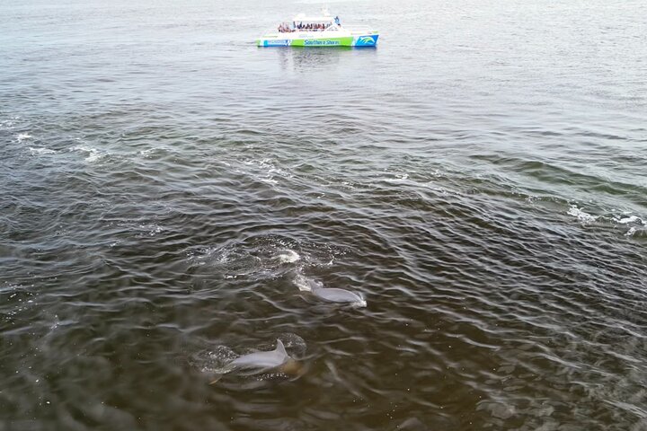 Catamaran Dolphin Cruise in Myrtle Beach with Barrier Island Stop