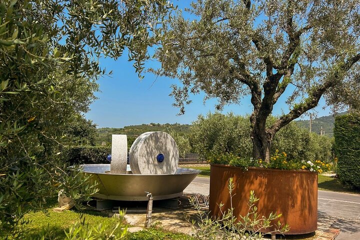 From Padua: Olive Oil & Wine in the Euganean Hills