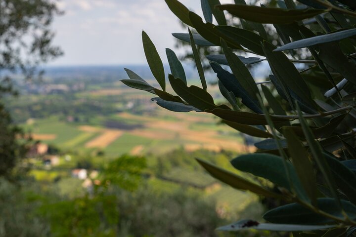 From Padua: Olive Oil & Wine in the Euganean Hills